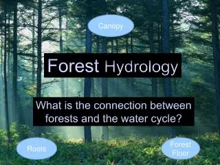 Forest Hydrology