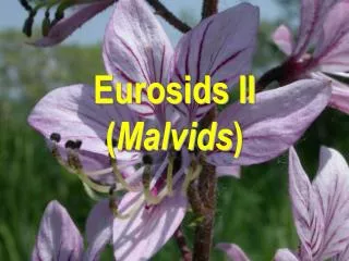 eurosids ii malvids