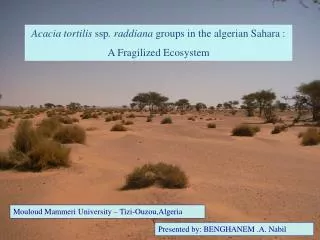 Acacia tortilis ssp . raddiana groups in the algerian Sahara : A Fragilized Ecosystem