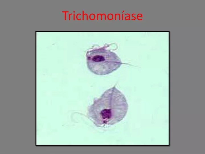 trichomon ase