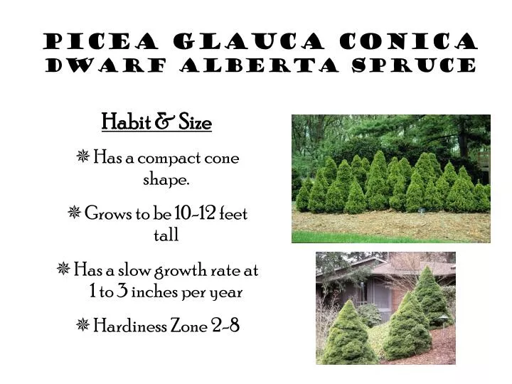 picea glauca conica dwarf alberta spruce