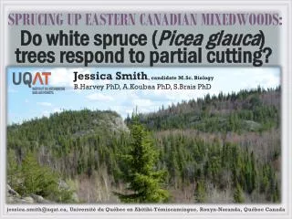 SPRUCING UP EASTERN CANADIAN MIXEDWOODS: