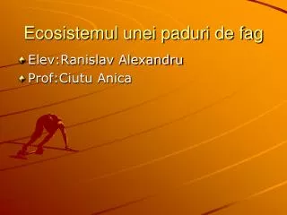 ecosistemul unei paduri de fag