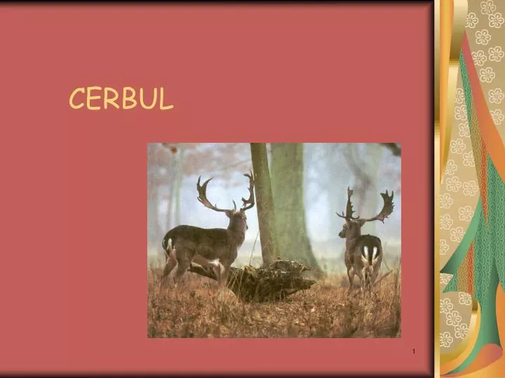 cerbul