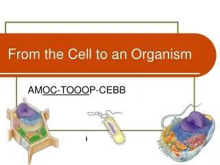 From the Cell to an Organism
