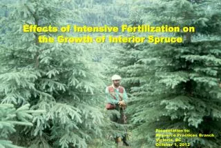 Effects of Intensive Fertilization on the Growth of Interior Spruce