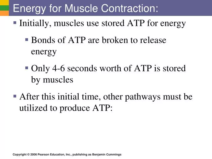 energy for muscle contraction