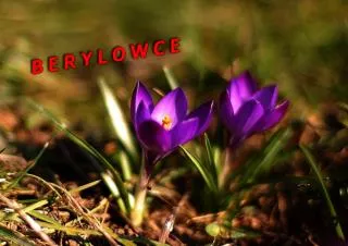 BERYLOWCE