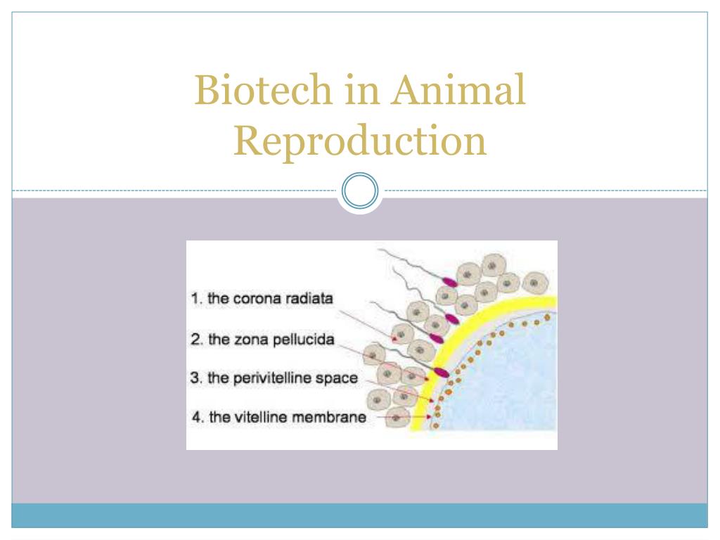 PPT - Biotech in Animal Reproduction PowerPoint Presentation, free ...
