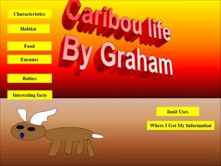 Caribou life By Graham