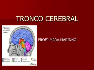 tronco cerebral