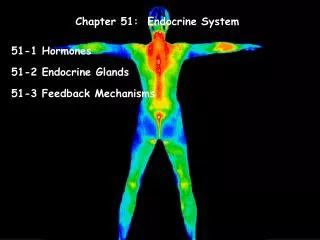 Chapter 51: Endocrine System