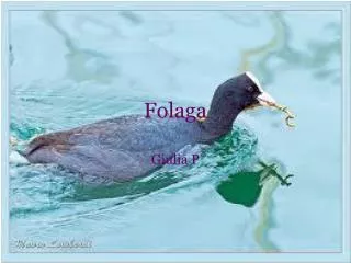 folaga