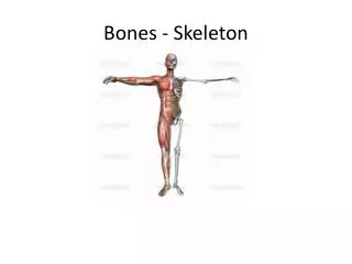 bones skeleton