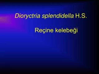Dioryctria splendidella H.S. Reçine kelebeği