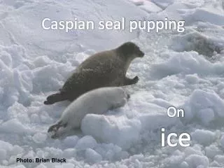 Caspian seal pupping