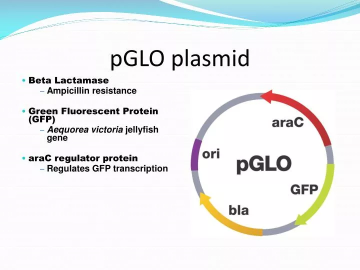 pglo plasmid