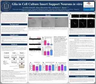Glia in Cell Culture Insert Support Neurons in vitro