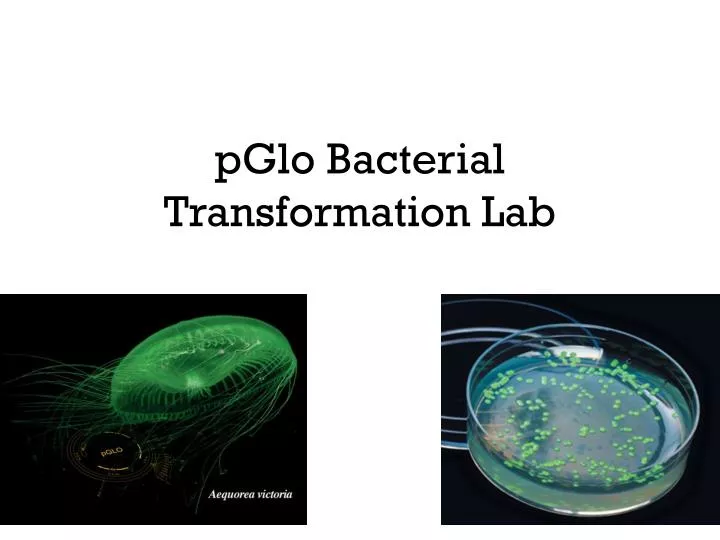 pglo bacterial transformation lab