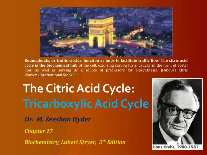 the citric acid cycle tricarboxylic acid cycle