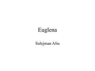 Euglena