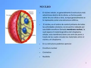 nucleo