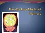 PPT - The Working Memory Model PowerPoint Presentation, free download ...