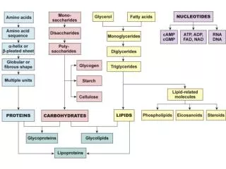 Carbohydrates