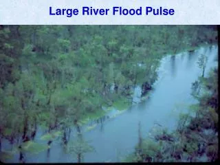 Large River Flood Pulse