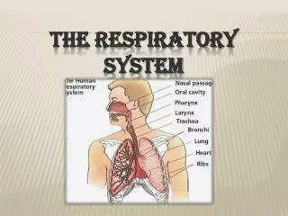 the respiratory system