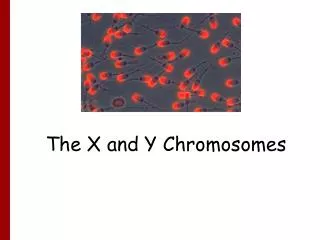 The X and Y Chromosomes
