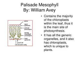 Palisade Mesophyll By: William Avey