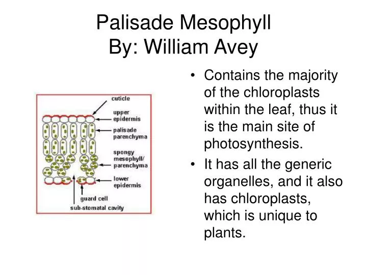 palisade mesophyll by william avey