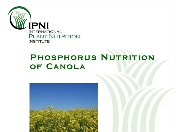 phosphorus nutrition of canola
