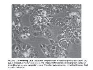 FIGURE 12.2 Growth Curve and Maintenance. Semilog plot of cell concentration versus time from