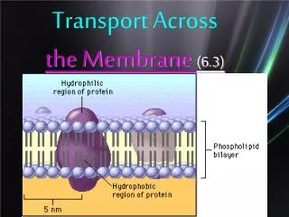 Transport Across the Membrane (6.3)