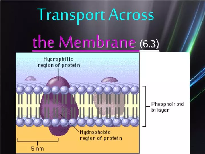 transport across the membrane 6 3