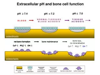Extracellular pH and bone cell function