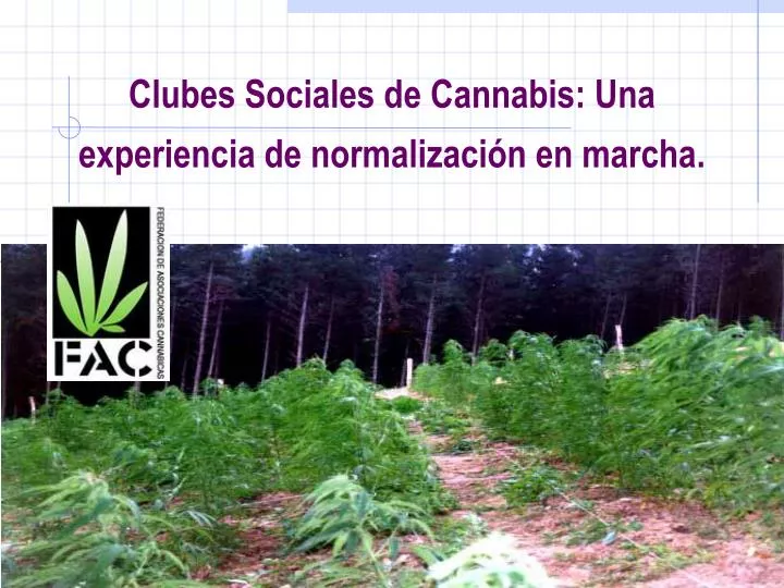 clubes sociales de cannabis una experiencia de normalizaci n en marcha