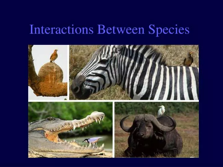 interactions between species