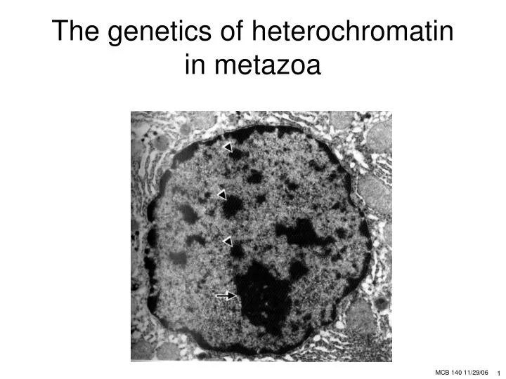 the genetics of heterochromatin in metazoa