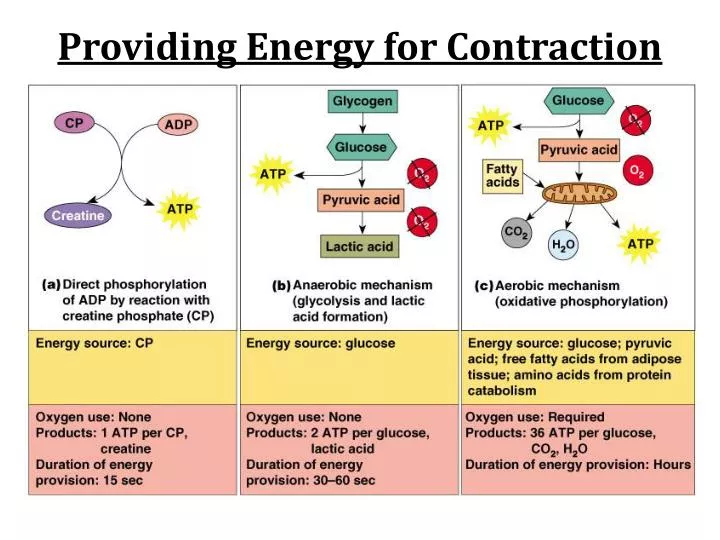 providing energy for contraction