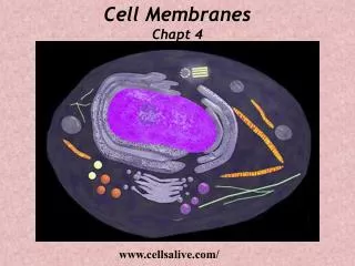 Cell Membranes Chapt 4
