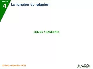 conos y bastones