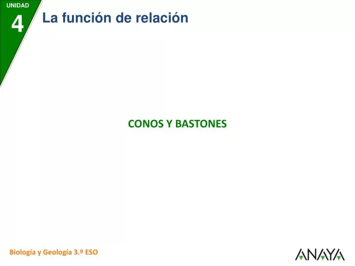 conos y bastones