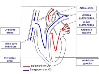 Ventricule gauche