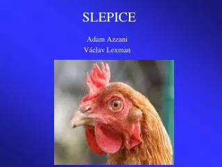 slepice