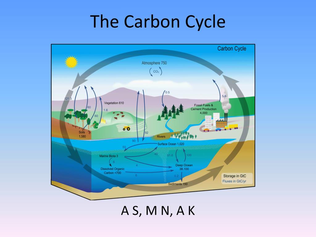 PPT - The Carbon Cycle PowerPoint Presentation, free download - ID:3891739