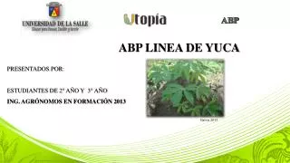 abp linea de yuca