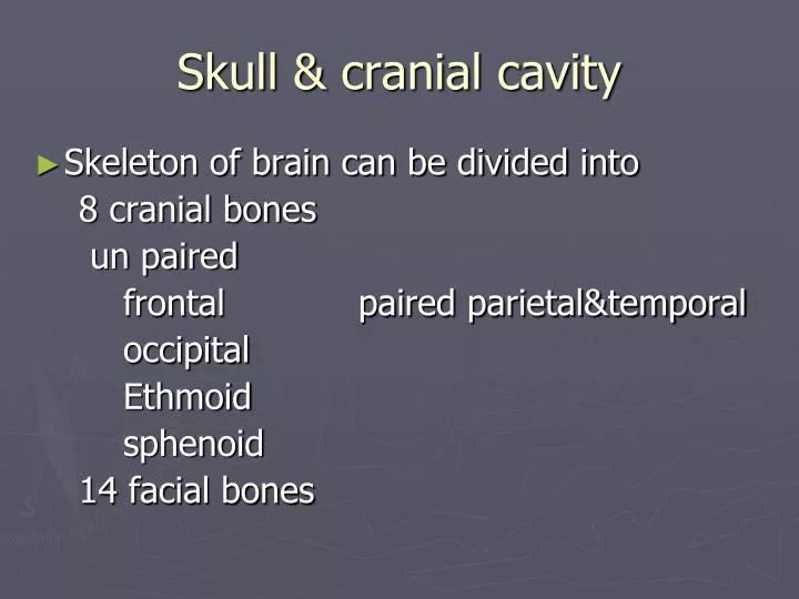 skull cranial cavity